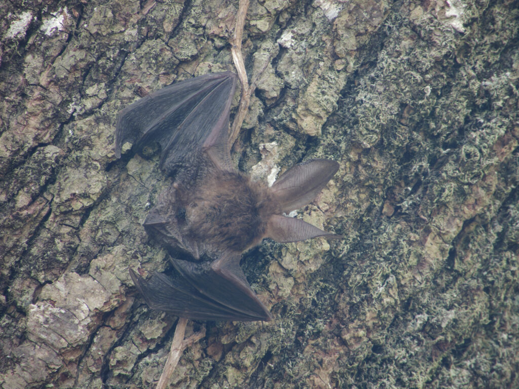 Photo of Brown Long-Eared Bat